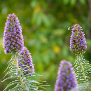 Bee Flying Towards Purple Flower with Green Background