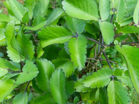 The texture of the green Kalanchoe pinnata leaves is wet from being splashed by rainwater