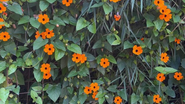 Serene Orange Blossoms: A Natural Backdrop for Reflection