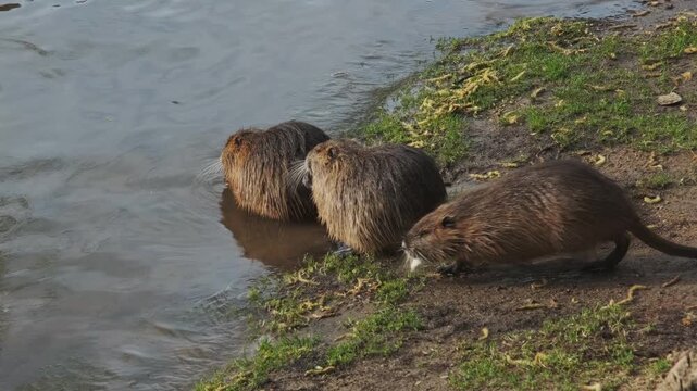 Nutria animals eating carrot on island in the Vivtava River, Prague, 4k
