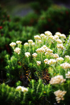 coast everlasting (Ozothamnus turbinatus)