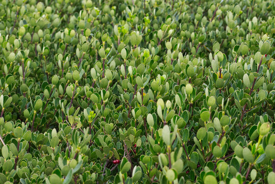 sea box or dysentery bush (Alyxia buxifolia)
