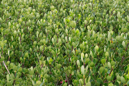 sea box or dysentery bush (Alyxia buxifolia)