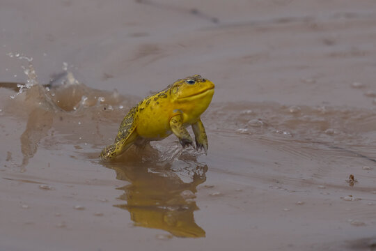 African bullfrog (Pyxicephalus adspersus) in a shallow pool of water created by the onset of the rainy season in South Luangwa National Park, Zambia