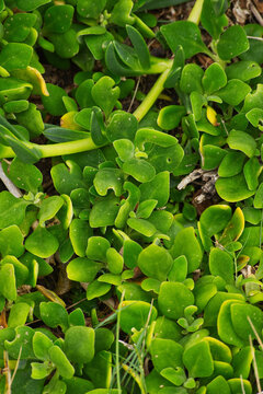 Bower Spinach (Tetragonia implexicoma)