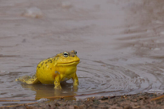 African bullfrog (Pyxicephalus adspersus) in a shallow pool of water created by the onset of the rainy season in South Luangwa National Park, Zambia