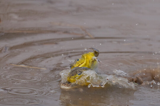 Male African Bullfrogs (Pyxicephalus adspersus) fighting for mating rights in a shallow pool of water created by the onset of the rainy season in South Luangwa National Park, Zambia