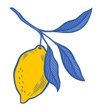 Amalfi Lemon Branch Vector Isolated Illustration of Yellow Fruit, Blue Leaves Summer Citrus Illustration, Hand Drawn Botanical Foliage Sicilian Italian Mediterranean Design Element for Laser Cutting