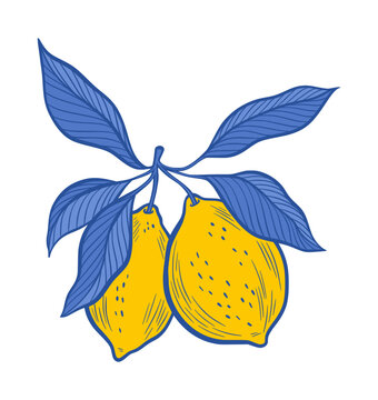 Amalfi Lemon Branch Vector Isolated Illustration of Yellow Fruits, Blue Leaves Summer Citrus Illustration, Hand Drawn Botanical Foliage Sicilian Italian Mediterranean Design Element for Laser Cutting