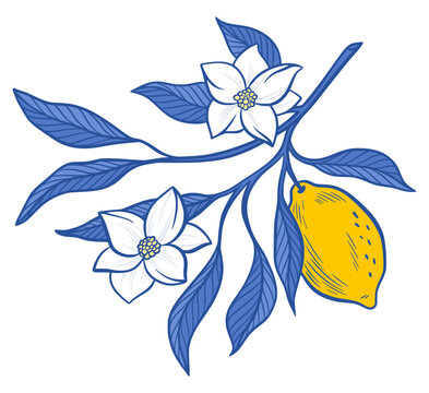 Amalfi Lemon Branch Vector Isolated Illustration of Yellow Fruit with Flower Blossom, Blue Leaves Summer Citrus Illustration, Hand Drawn Botanical Foliage Sicilian Italian Mediterranean Design Element