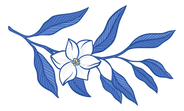 Amalfi Lemon Branch Vector Isolated Illustration of Flower Blossom, Blue Leaves Summer Illustration, Hand Drawn Botanical Foliage Sicilian Italian Mediterranean Design Element