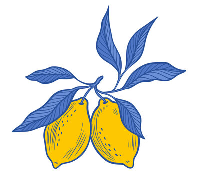 Amalfi Lemon Branch Vector Isolated Illustration of Yellow Fruits, Blue Leaves Summer Citrus Illustration, Hand Drawn Botanical Foliage Sicilian Italian Mediterranean Design Element for Laser Cutting