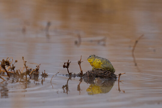 African bullfrog (Pyxicephalus adspersus) in a shallow pool of water created by the onset of the rainy season in South Luangwa National Park, Zambia