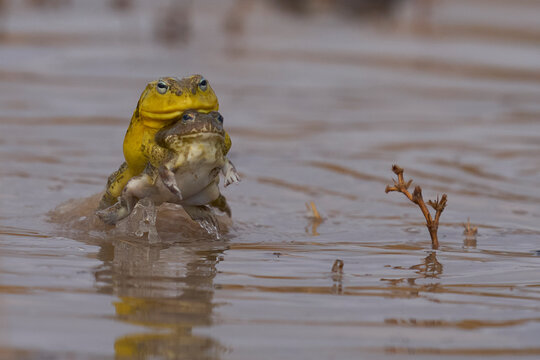 Male African Bullfrog (Pyxicephalus adspersus) mating with a part submerged female in a shallow pool of water created by the onset of the rainy season in South Luangwa National Park, Zambia