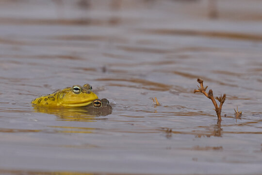 Male African Bullfrog (Pyxicephalus adspersus) mating with a part submerged female in a shallow pool of water created by the onset of the rainy season in South Luangwa National Park, Zambia