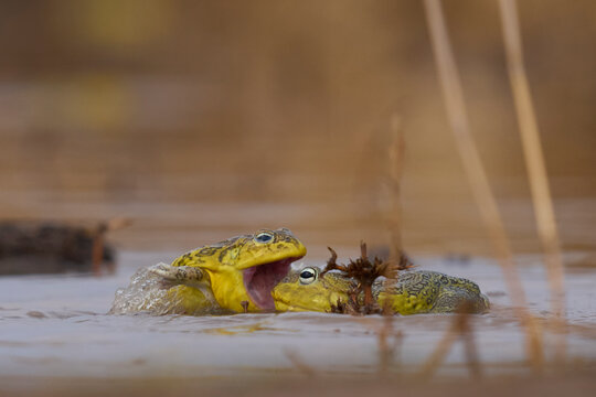 Male African Bullfrogs (Pyxicephalus adspersus) fighting for mating rights in a shallow pool of water created by the onset of the rainy season in South Luangwa National Park, Zambia