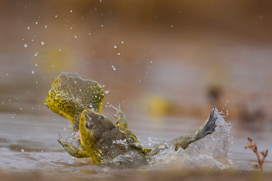 Male African Bullfrogs (Pyxicephalus adspersus) fighting for mating rights in a shallow pool of water created by the onset of the rainy season in South Luangwa National Park, Zambia
