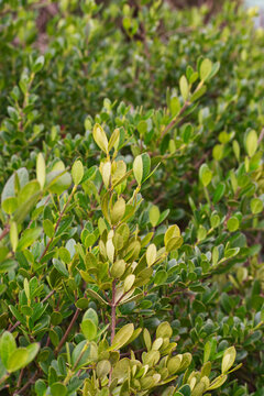 sea box or dysentery bush (Alyxia buxifolia)