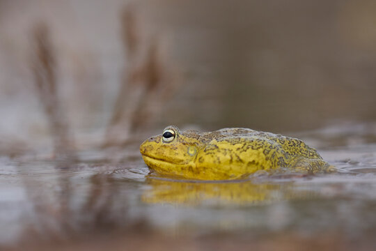 African bullfrog (Pyxicephalus adspersus) in a shallow pool of water created by the onset of the rainy season in South Luangwa National Park, Zambia