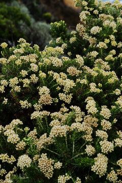 coast everlasting (Ozothamnus turbinatus)