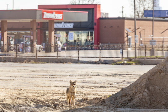 A coyote in an urban lot with a Thorntons gas station in the background.