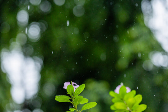 Various views of the monsoon season	
