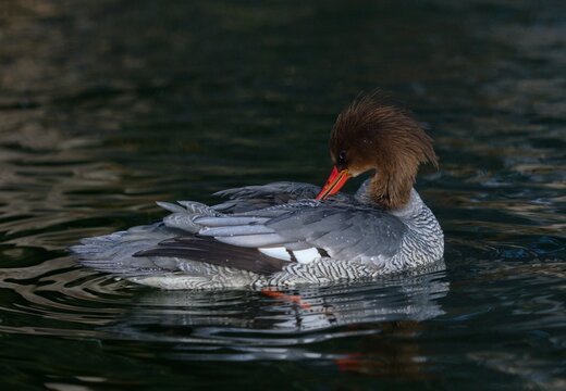 Scaly-sided merganser