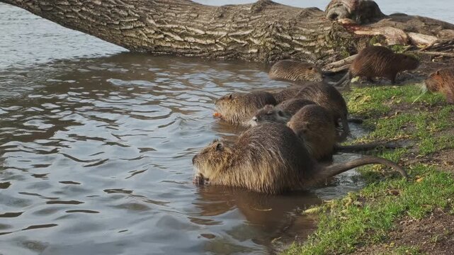 Nutria animals eating carrot on island in the Vivtava River, Prague, 4k