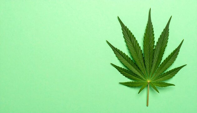 Single dark green cannabis leaf displayed on solid light green background, copy space on left