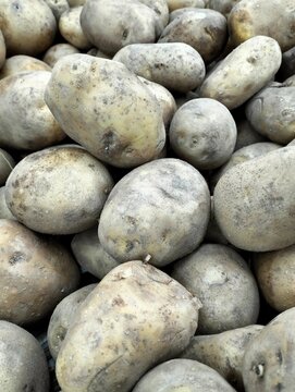 Raw Potatoes With Green Patches Showing Storage Issues  
