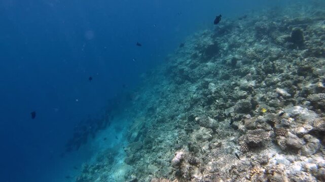 A blacktip shark is hunting along the coral reef in the Indian Ocean, Maldives