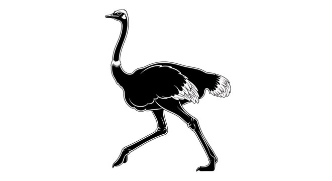 Black and white illustration of an ostrich walking