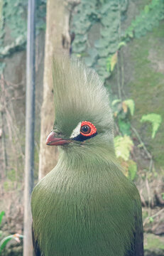 A bright green turaco bird featuring a tall feathered crest and a distinctive bright red circle around its eye turns its head to the left. Soft natural lighting highlights the fine