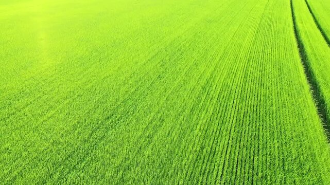 Aerial shot of a vibrant green agricultural field in Normandy, France, showcasing neat rows of crops in early summer.