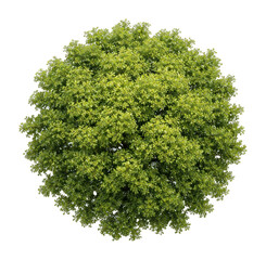Obraz premium PNG Lush green tree top view