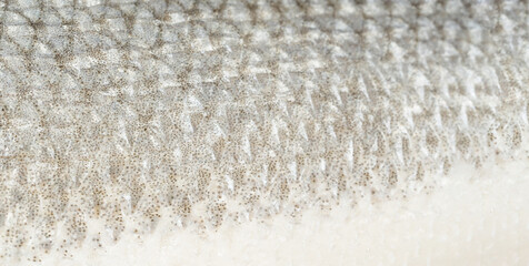 Fish scales texture background, sea bass skin close up, macro shot of silver labrax scale © ange1011