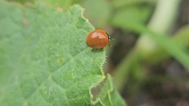 Parasitic Wasp Inspects Ladybug on a Textured Green Leaf | Macro Slow Motion Nature Video
