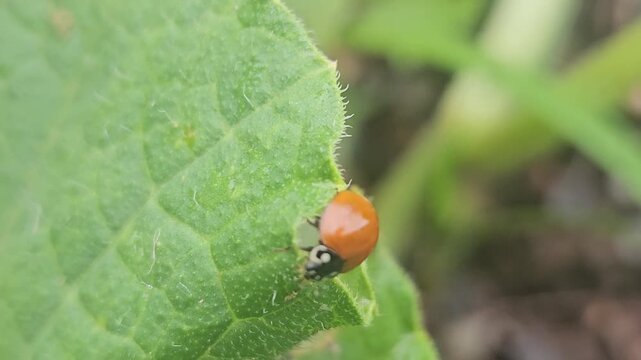Parasitic Wasp Inspects Ladybug on a Textured Green Leaf | Macro Slow Motion Nature Video