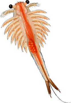 Artemia franciscana illustration art