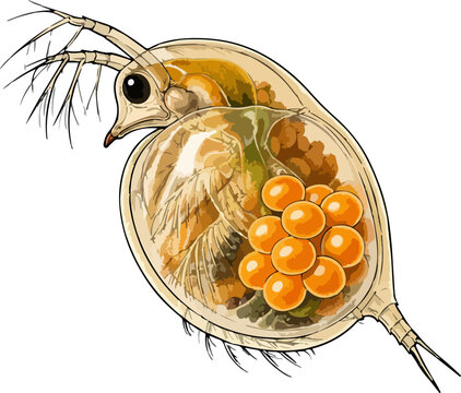 Daphnia magna illustration art