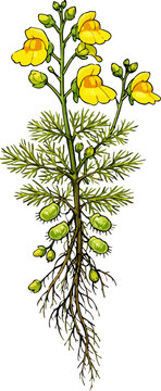Utricularia aurea illustration art