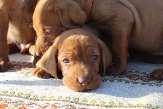 Portrait of Hungarian pointer puppies on a bench