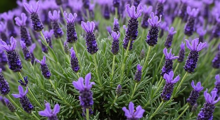 Obraz premium A dense and vibrant cluster of lavender plants showing many purple flower heads and green needle-like foliage in a sunlit garden setting.