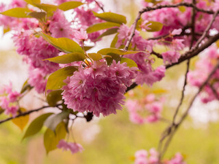 Naklejka premium Sakura, fleurs de cerisiers, japon