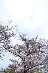 Fototapeta premium 雨上がりの桜の花