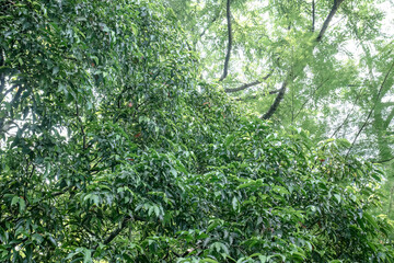Fototapeta premium Layered crowns create rich depth for climate and habitat messaging. Verdant treescape works in sustainability decks and eco editorials. Elevated greenery scene for biodiversity ads and reserve content