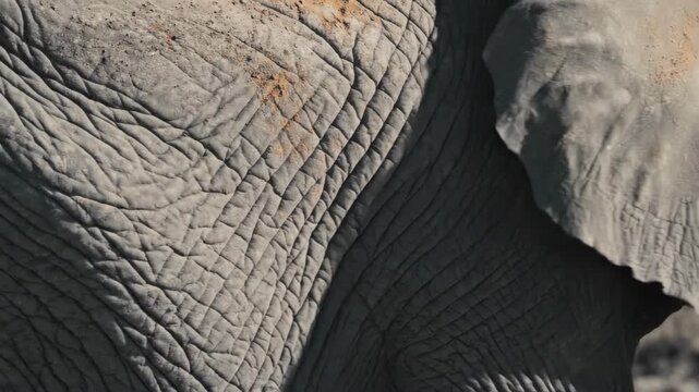 Elephant skin with wrinkled texture