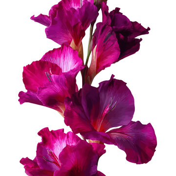 Vibrant magenta gladiolus blossoms cascade down a dark stem against black