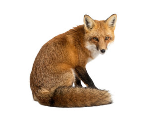 Obraz premium Alert red fox sitting gracefully, head slightly turned, looking attentively forward.