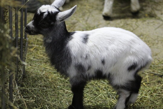 Life of Livestocks in the Transylvanian traditional barn